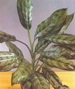 Aglaonema