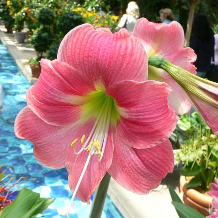 Flori de Amaryllis pentru un farmec tomnatic in casa 