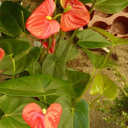 Anthurium 