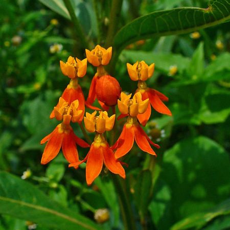 Asclepias curassavica, o planta ornamentala nepretentioasa 