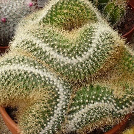 Un cactus ondulat pentru colectia de cactusi