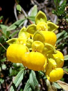 CALCEOLARIA