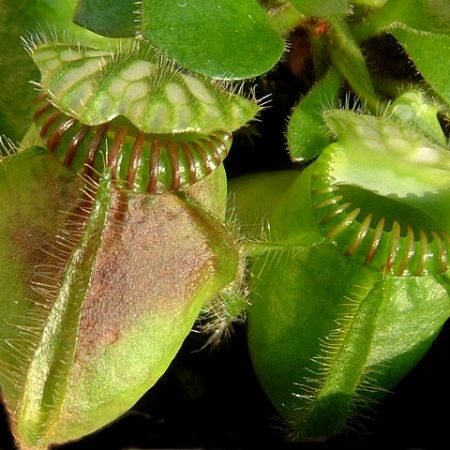 Cephalotus follicularis