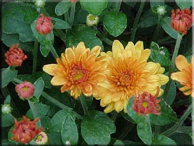 Chrysanthemum
