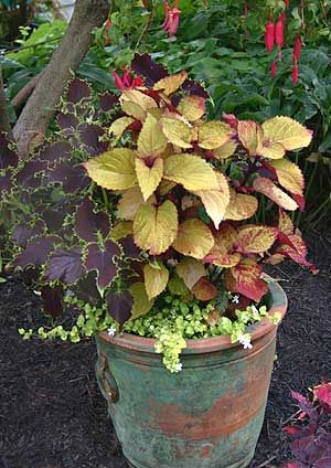 Coleus este la moda