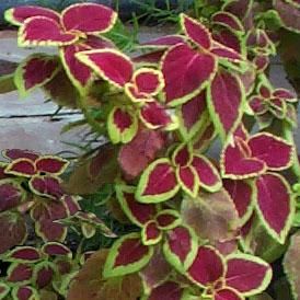 Coleus