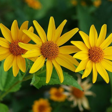 Flori de toamna. Coreopsis  