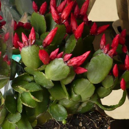 Plante cu flori pe timp de iarna 
