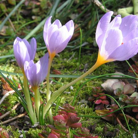 Povestea Crocusului olandez 