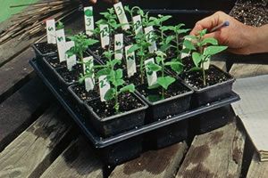 Inmultirea plantelor prin seminte