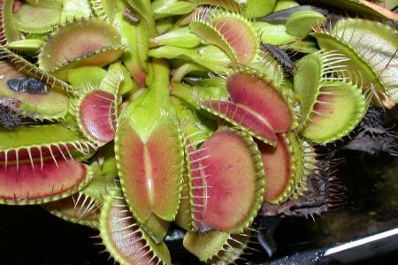 Dionaea