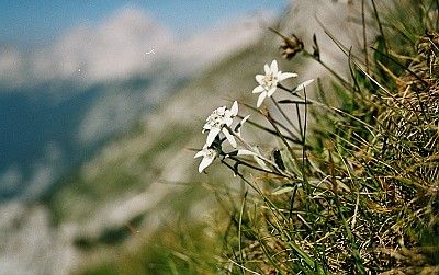 Parcul Natural Muntii Maramuresului 