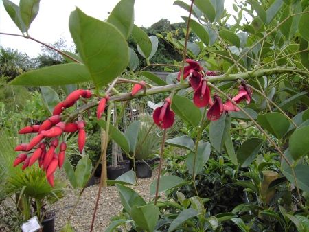 Erythrina crista-galli sau Arborele de coral