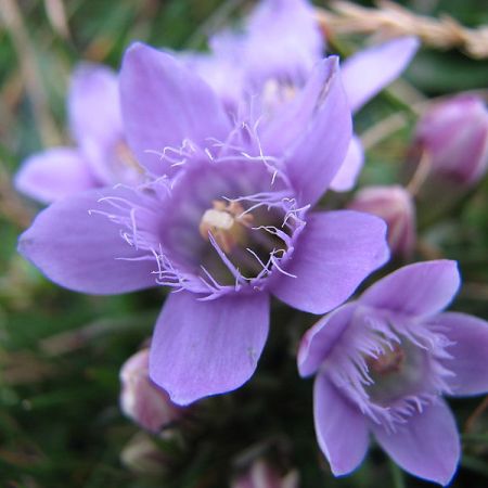 Flora, comoara de pret a Muntilor Bucegi 