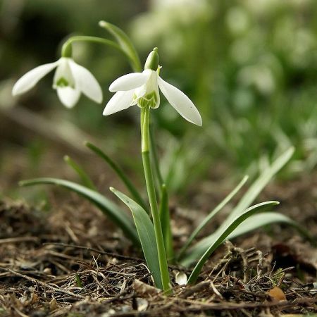 Ghiocelul, vestitor al primaverii