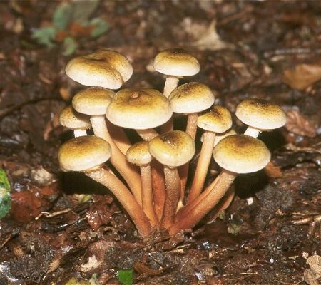 Ghebele, printre ciupercile preferate ale romanilor 