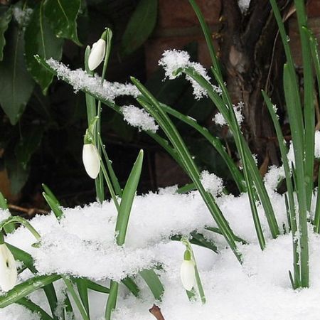 Ghioceii, mai mult decat simpli vestitori ai primaverii 