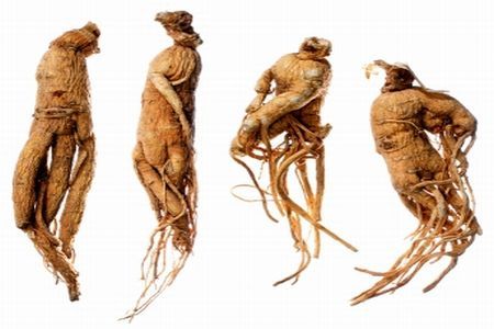 Ginseng, radacina vietii