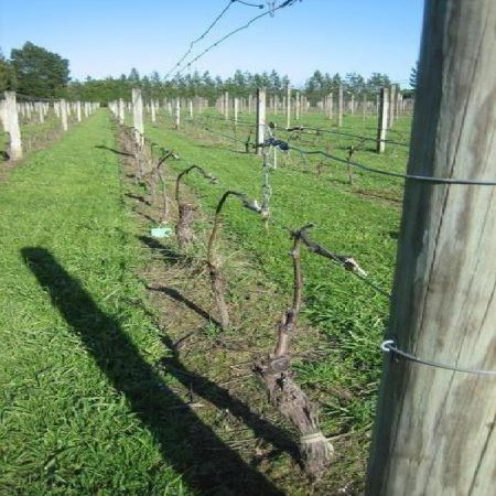 Cultivarea vitei de vie