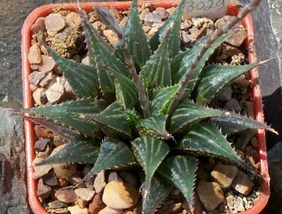 Cactusi si plante suculente. Haworthia.