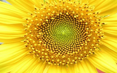 Miraculoasa floare a soarelui