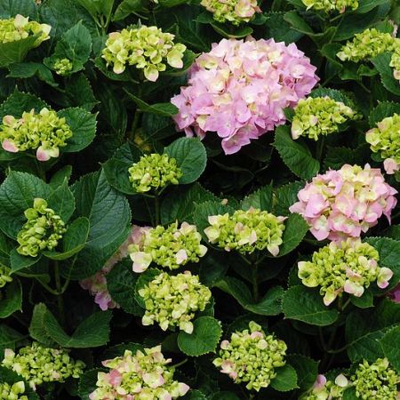 Hortensia. Floarea care infloreste in culorile preferate