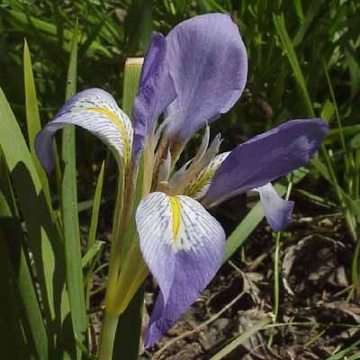 Iris lazica