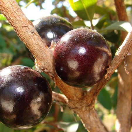 Jabuticaba, arborele de struguri