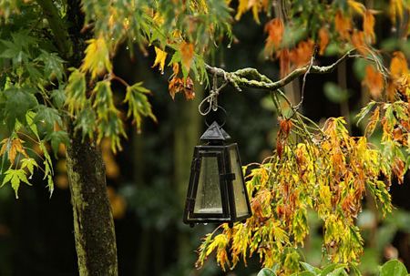 Plantele ornamentale: diversitatea culorilor pe tot parcursul anului