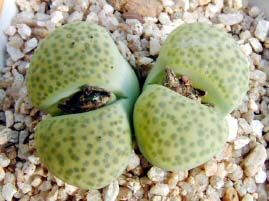 Lithops (Piatra vie)