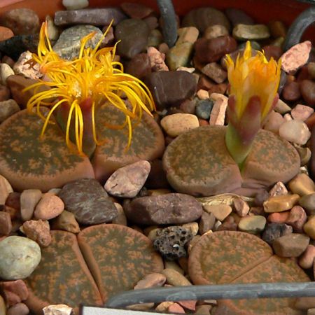 Lithops, planta supranumita ”piatra insufletita”