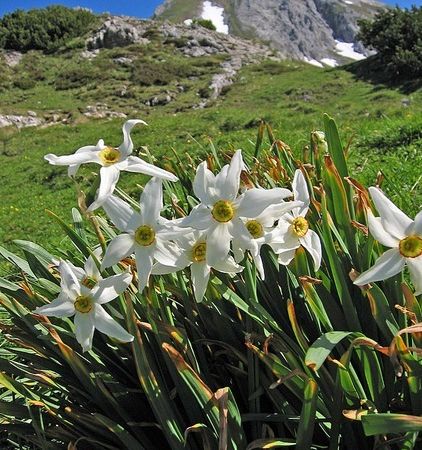 Narcisa, o planta indragita a primaverii 