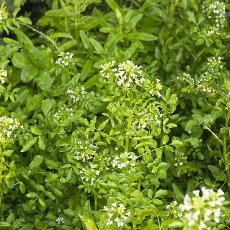 Nasturelul, o planta medicinala de primavara 
