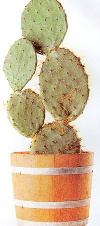 Opuntia-Cactus