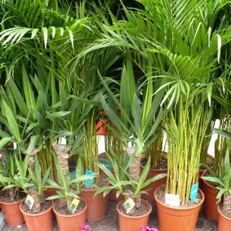 Si palmierii sufera din pricina arsitei