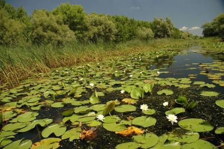 Parcul Natural Balta Mica a Brailei  