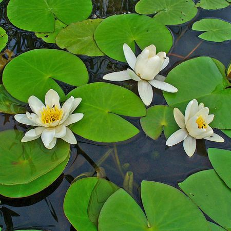 Parcul Natural Lunca Muresului 