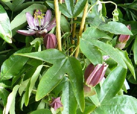 Passiflora - Floarea pasiunii sau exotismul in casa noastra