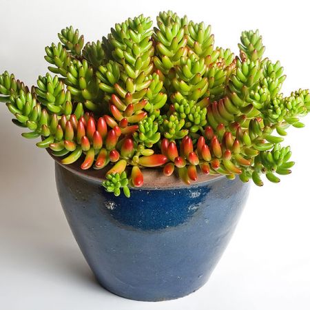 Cum afecteaza fumul de tigara plantele de apartament?  
