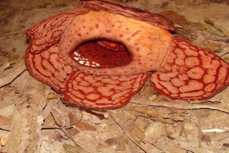 Rafflesia arnoldii, cea mai mare floare