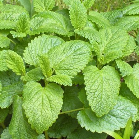 Roinita, planta medicinala supranumita elixirul vietii   