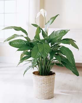 Spathiphyllum, o planta frumoasa si deloc pretentioasa