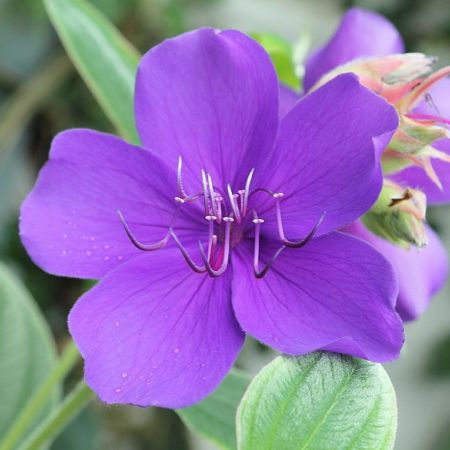 Tibouchina, planta de interior cu accent sud-american 