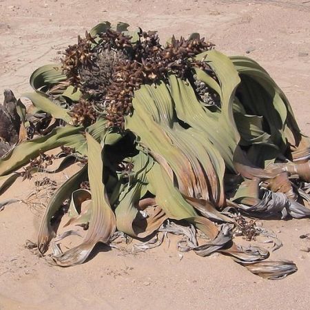 Welwitschia mirabilis, o planta relicta din Jurasic 