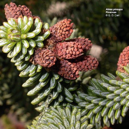 Abies sp.