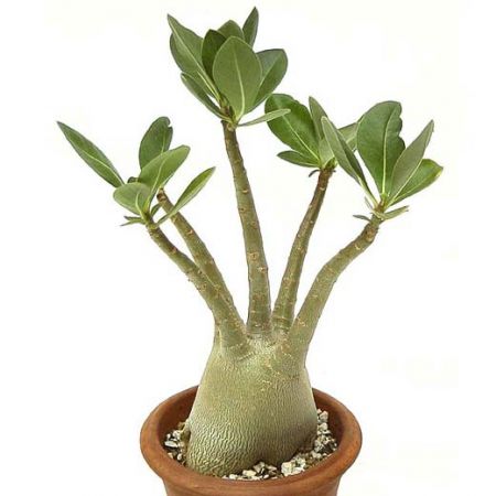 Adenium