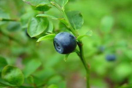 Vaccinium myrtillus sau afinul