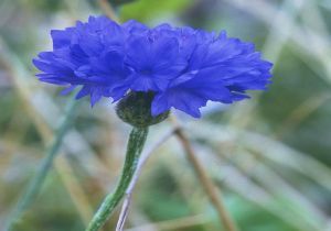 CENTAUREA CYANUS