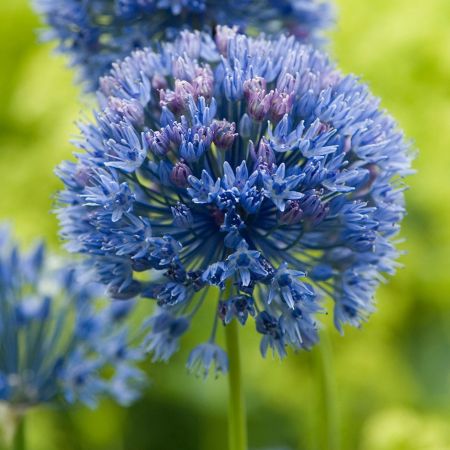 Allium Caeruleum 