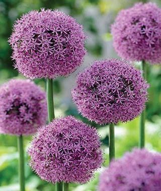 Allium Gladiator 